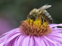 Apis mellifera 31, Honingbij, Saxifraga-Tom Heijnen