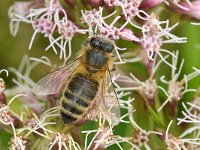 Apis mellifera 33, Honingbij, Saxifraga-Tom Heijnen