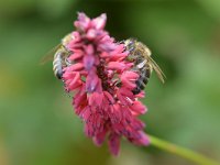 Apis mellifera 36, Honingbij, Saxifraga-Tom Heijnen