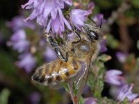 Apis mellifera 01 #03837 : Apis mellifera, Western honey bee, Honingbij