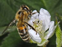 Apis mellifera 7, Honingbij, Saxifraga-Ab H Baas