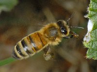 Apis mellifera 8, Honingbij, Saxifraga-Ab H Baas