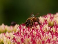 Apis mellifera 9, Honingbij, Saxifraga-Rudmer Zwerver