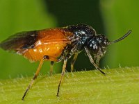 Arge cyanocrocea 2, Saxifraga-Ab H Baas