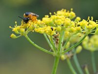 Arge ochropus 1, Gele rozebladwesp, Saxifraga-Tom Heijnen