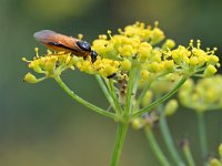 Arge ochropus 2, Gele rozebladwesp, Saxifraga-Tom Heijnen