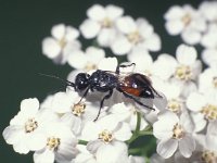 Astata boops 1, Grote wantsendoder, Saxifraga-Frits Bink