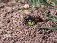 Astata boops 3, Grote wantsendoder, Saxifraga-Pieter van Breugel