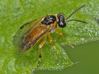 Athalia circularis 1, Saxifraga-Ab H Baas