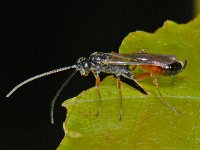 Barycnemis gravipes 1, Saxifraga-Ab H Baas