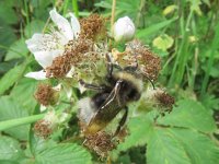 Bombus bohemicus 1, Tweekleurige koekoekshommel, Saxifraga-Mark Zekhuis