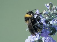 Bombus campestris, Field Cuckoo Bee