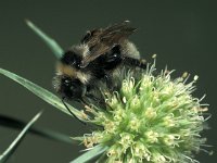 Bombus campestris 5, Gewone koekoekshommel, male, Saxifraga-Frits Bink