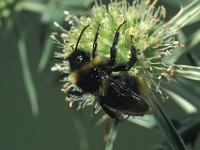 Bombus campestris 6, Gewone koekoekshommel, female, Saxifraga-Frits Bink