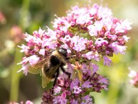 Bombus campestris 7, Gewone koekoekshommel, Saxifraga-Bart Vastenhouw