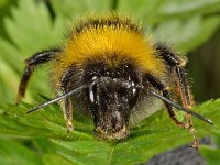 Bombus hortorum 4, Tuinhommel, Saxifraga-Ab H Baas