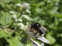 Black form of Garden bumblebee (Bombus hortorum) on old flower of Blackberry  Black form of Garden bumblebee (Bombus hortorum) on old flower of Blackberry : black form, black, Garden bumblebee, bumblebee, Bombus hortorum, flower, Blackberry, rubus, insect, wildlife, animal, nature, natural, outside, outdoors, nobody, no people