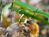 Bombus humilis 1, Heidehommel, Saxifraga-Hans Dekker