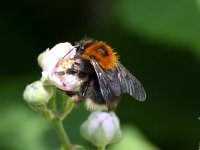 Bombus hypnorum 10, Boomhommel, Saxifraga-Bart Vastenhouw