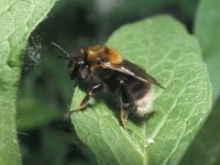 Bombus hypnorum 5, Boomhommel, Saxifraga-Pieter van Breugel