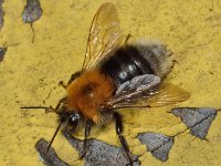 Bombus hypnorum 6, Boomhommel, Saxifraga-Ab H Baas