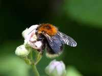 Bombus hypnorum 8, Boomhommel, Saxifraga-Bart Vastenhouw