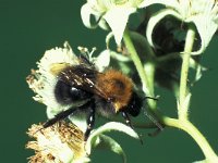 Bombus hypnorum 1, Boomhommel, Saxifraga-Frits Bink