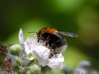 Bombus hypnorum 11, Boomhommel, Saxifraga-Bart Vastenhouw