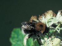 Bombus hypnorum 2, Boomhommel, Saxifraga-Frits Bink