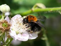 Bombus hypnorum 9, Boomhommel, Saxifraga-Bart Vastenhouw