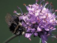 Bombus lapidarius, Large Red-tailed Bumblebee