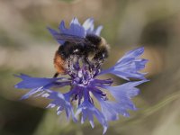 Bombus lapidarius 10, Steenhommel, Saxifraga-Mark Zekhuis