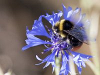 Bombus lapidarius 11, Steenhommel, Saxifraga-Mark Zekhuis