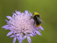 Red-tailed bumblebee (Bombus lapidarius) on Small Scabious (Scabiosa columbaria)  Red-tailed bumblebee (Bombus lapidarius) on Small Scabious (Scabiosa columbaria) : animal, bumblebee, feeding, flora, floral, flower, insect, natural, nature, plant, red-tailed bumblebee, Scabiosa columbaria, scabious, Small Scabious, summer, summertime, wildlife, bombus, Bombus lapidarius, no people, nobody, outside, outdoors, growth, beauty, beauty in nature, beautiful, petal, petals, color, closeup, macro