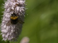 Bombus lapidarius 17, Steenhommel, Saxifraga-Jan van der Straaten