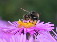 Bombus lapidarius 18, Steenhommel, Saxifraga-Tom Heijnen