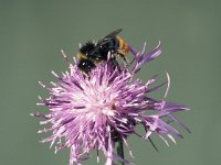 Bombus lapidarius 2, Steenhommel, male, Saxifraga-Frits Bink