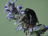 Bombus lapidarius 3, Steenhommel, Saxifraga-Frits Bink