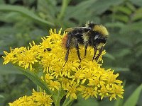 Bombus lapidarius 4, Steenhommel, Saxifraga-Ab H Baas