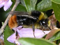 Bombus lapidarius #03279 : Bombus lapidarius, Red-tailed bumble bee, Steenhommel, male