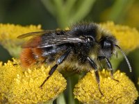 Bombus lapidarius #03505 : Bombus lapidarius, Red-tailed bumble bee, Steenhommel, male