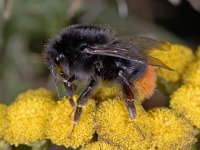 Bombus lapidarius #03525 : Bombus lapidarius, Red-tailed bumble bee, Steenhommel