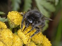 Bombus lapidarius #03524  : Bombus lapidarius, Red-tailed bumble bee, Steenhommel