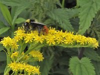 Bombus lapidarius 9, Steenhommel, Saxifraga-Ab H Baas