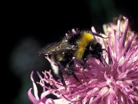 Bombus lucorum 3, Veldhommel, Saxifraga-Frits Bink