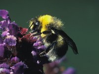 Bombus lucorum 1, Veldhommel, male, Saxifraga-Frits Bink