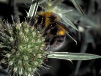 Bombus lucorum 2, Veldhommel, male, Saxifraga-Frits Bink