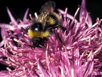 Bombus lucorum 4, Veldhommel, Saxifraga-Frits Bink