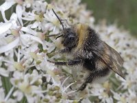 Bombus lucorum N0487 : Bombus lucorum, Veldhommel