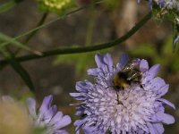 Bombus pratorum 12, Weidehommel, Saxifraga-Jan van der Straaten